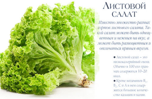 Листя салату: користь і шкода для здоров'я, калорійність, заготівля