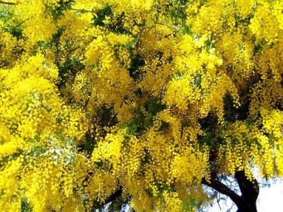 Акація: корисні властивості, протипоказання, відгуки, фото, опис