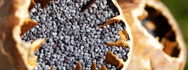 Користь і шкода маку, склад і калорійність
