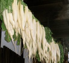 Дайкон: користь і шкода для організму
