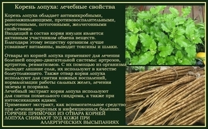 Лопух: корисні і лікувальні властивості, протипоказання, застосування, відгуки