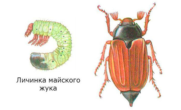 Користь і шкода від хруща, фото, опис, як позбутися від личинок