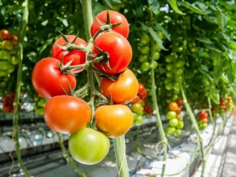 Вирощування помідорів у теплиці
