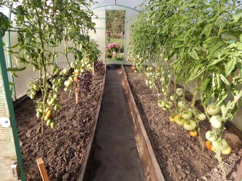Вирощування помідорів у теплиці