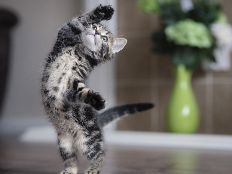 Виховання кошеня: 8 кроків до ідеальної кішки