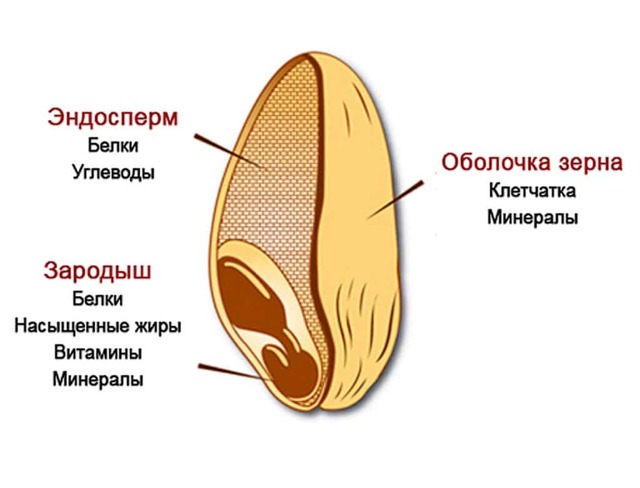 Цільнозерновий мука: користь і шкода, калорійність, рецепт хліба