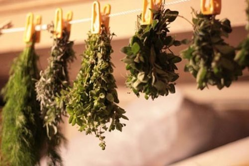 Користь і шкода м'яти, лікувальні властивості, протипоказання, фото, відгуки.