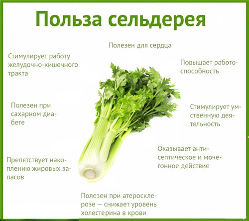 Селера: користь і шкода для здоров'я, калорійність, фото і відгуки