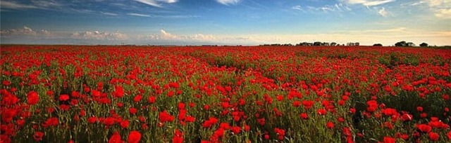 Користь і шкода маку, склад і калорійність