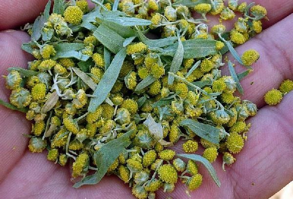 Полин: користь і шкода, лікувальні властивості, протипоказання, фото, відгуки