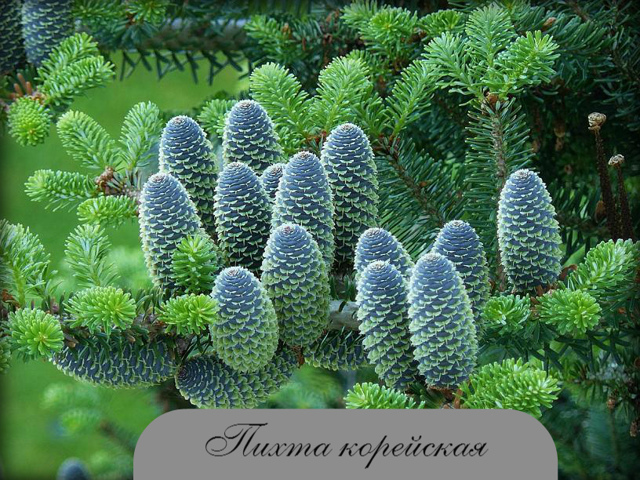 Користь хвойного лісу, які ліси відносяться до хвойних
