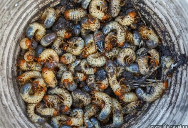 Користь і шкода від хруща, фото, опис, як позбутися від личинок