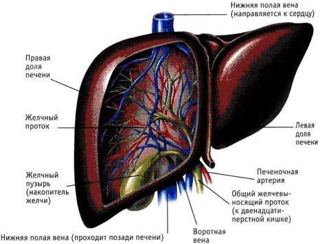 Вітаміни для печінки: при цирозі, для відновлення, очищення та жовчного міхура