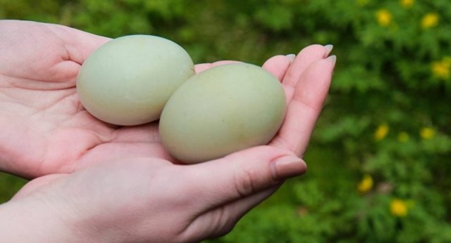 Качині яйця: користь і шкода, як готувати