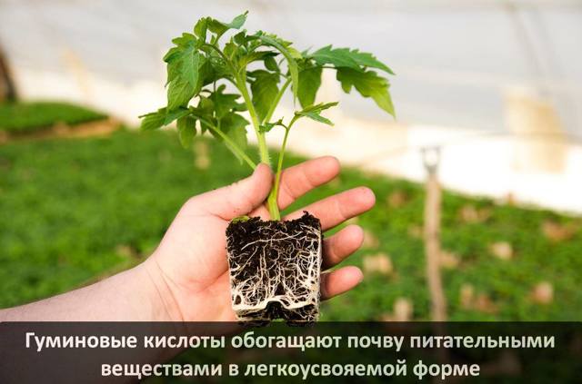 Гумінові кислоти: користь і шкода для людини, склад, отримання