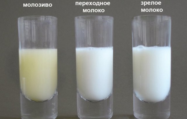Коров'яче молозиво: користь і шкода для людини, як приготувати