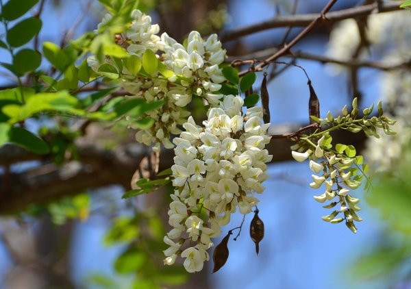 Акація: корисні властивості, протипоказання, відгуки, фото, опис
