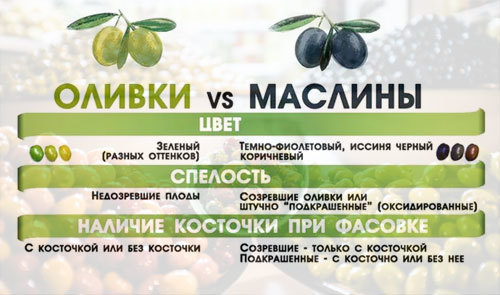 Маслини: користь і шкода для організму, властивості, калорійність, склад