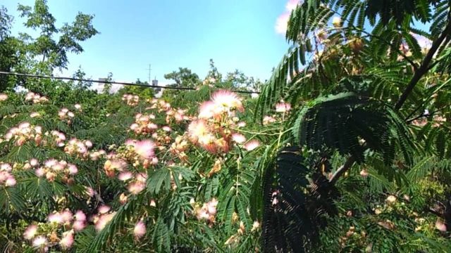 Акація: корисні властивості, протипоказання, відгуки, фото, опис