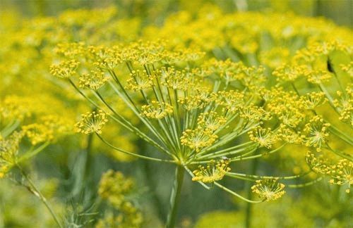 Масло фенхеля: властивості і застосування для здоров'я і в косметології, склад, відгуки