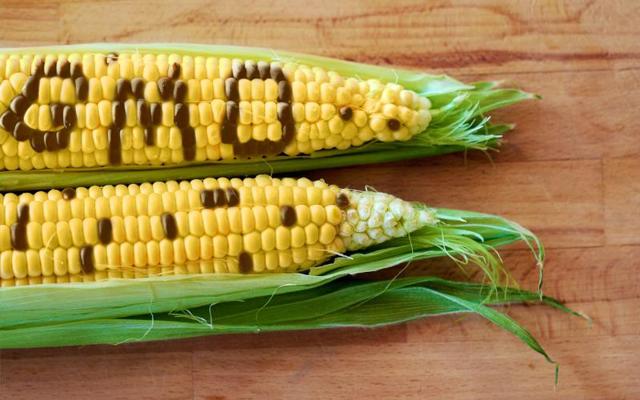 ГМО: користь чи шкода, розшифровка, список продуктів в Україні