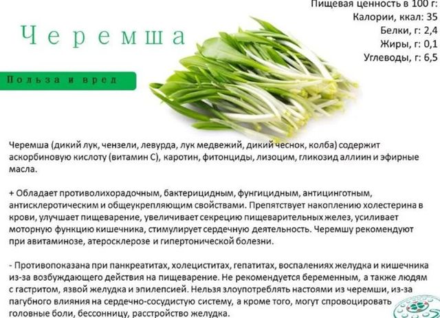 Черемша: корисні властивості, протипоказання, рецепти приготування з фото