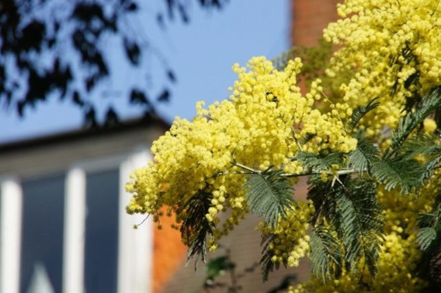 Акація: корисні властивості, протипоказання, відгуки, фото, опис