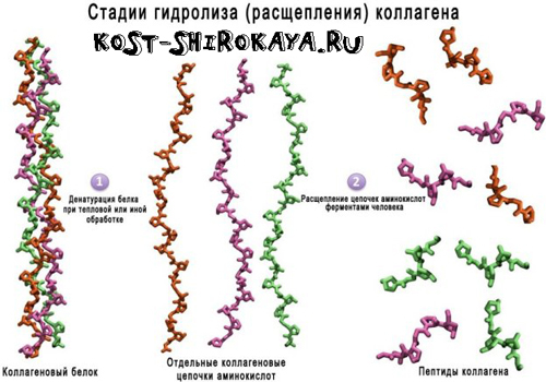 Коллаген і желатин: в чому різниця, чи міститься коллаген в желатині