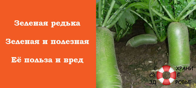 Користь і шкода зеленого (маргеланської) редьки, властивості, рецепти з фото