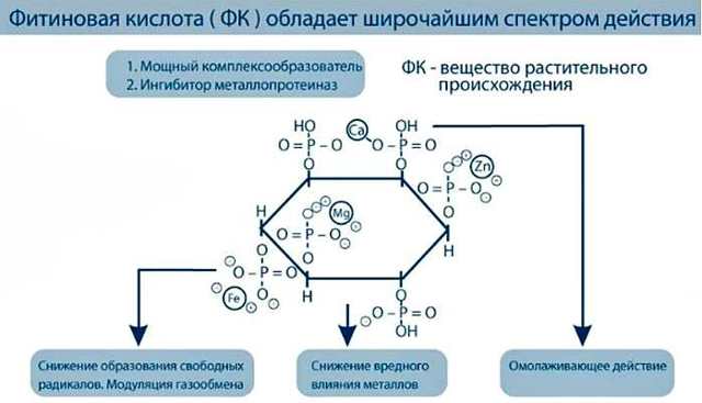 Фітинова кислота: користь і шкода, в яких продуктах міститься
