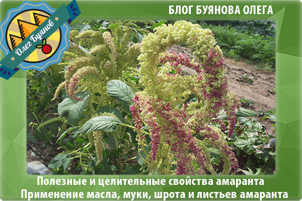 Амарантове борошно: користь і шкода, як приймати, властивості, відгуки