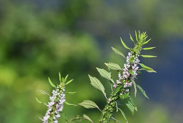 Користь і шкода м'яти, лікувальні властивості, протипоказання, фото, відгуки.
