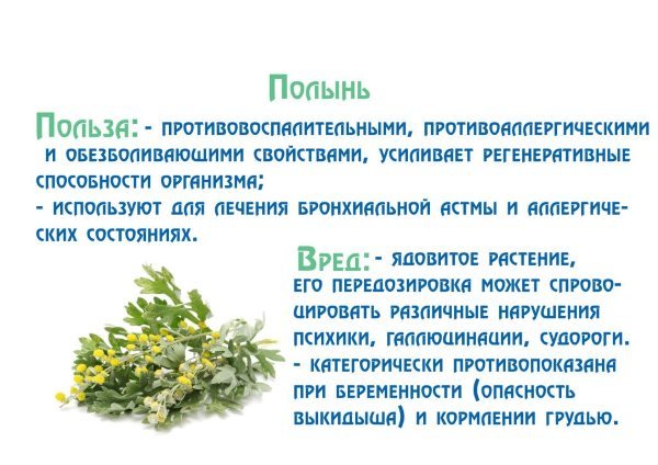 Полин: користь і шкода, лікувальні властивості, протипоказання, фото, відгуки