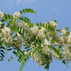 Акація: корисні властивості, протипоказання, відгуки, фото, опис