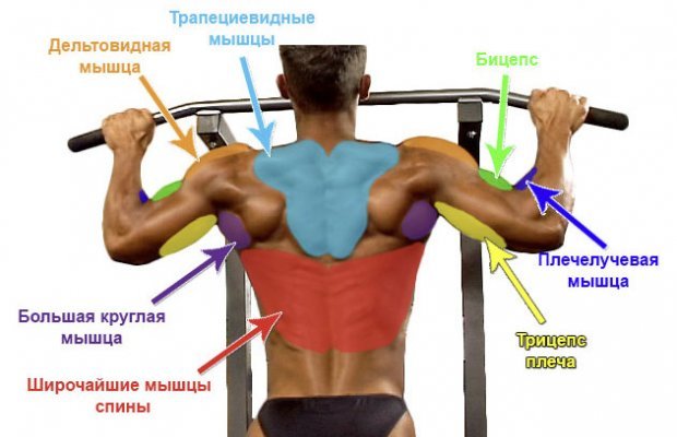 Користь і шкода підтягувань на турніку, як навчитися підтягуватися, вправи