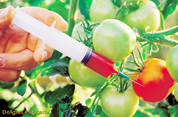 ГМО: користь чи шкода, розшифровка, список продуктів в Україні