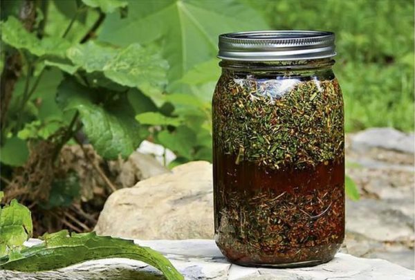 Полин: користь і шкода, лікувальні властивості, протипоказання, фото, відгуки