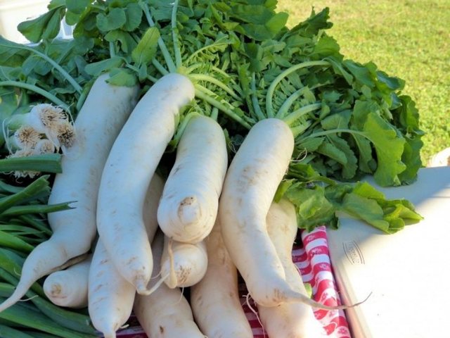 Дайкон: користь і шкода для організму