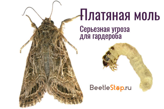 Як вивести харчову міль і її личинки з квартири: народні засоби