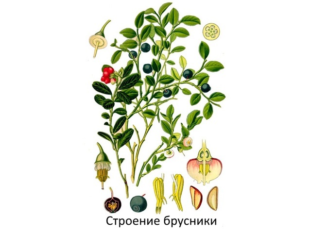 Брусниця: лікувальні та корисні властивості, протипоказання