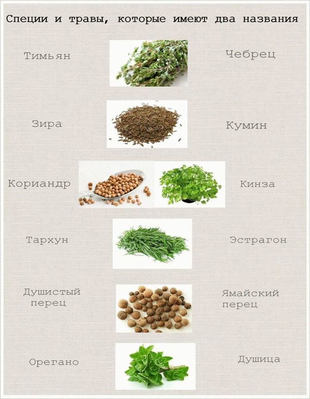 Материнка (орегано): корисні і лікувальні властивості, протипоказання, відгуки